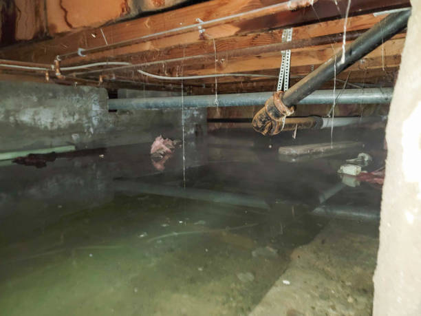 Best Professional water damage repair  in Olivet, TN